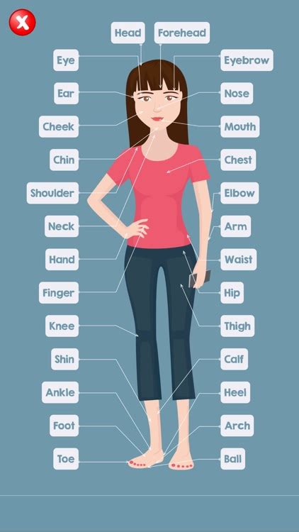 I have broken down the different body parts into sections, and given example sentences showing how to use them in conversation. Human Body Parts Name by Advanced Apps Studio