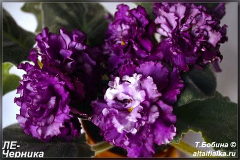 Легендарный наставник «красных дьяволов» увидит своими глазами матч против «вильярреала». ЛЕ-Черника - Фиалки на Алтае