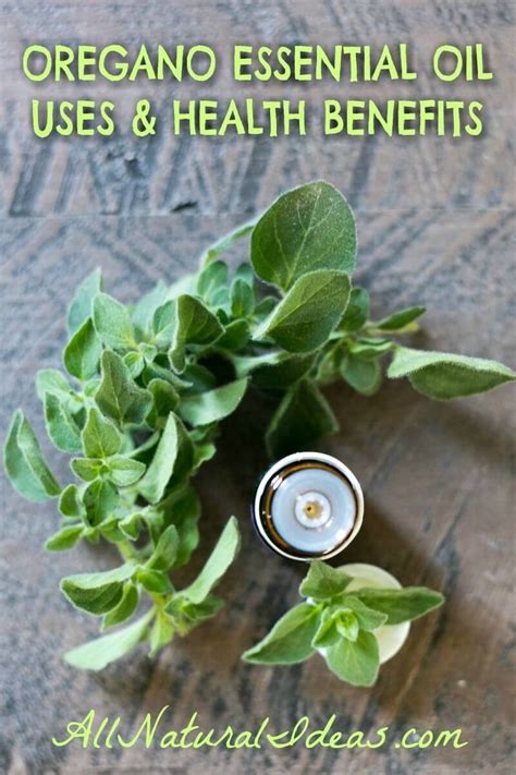 Oregano Essential Oil Uses And Benefits Coconut Health Benefits