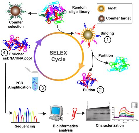 Cells Free Full Text Aptamer Enabled Nanomaterials For Therapeutics