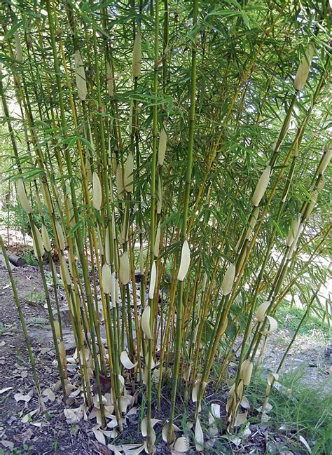 Fargesia Robusta Pingwu For Sale Clumping Bamboo Bamboo For Sale