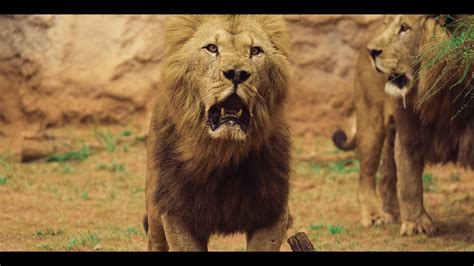 Barbary Lions In The Moroccan Zoo Rabatmoroccoالأسد البربري في