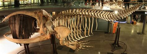 Within the exhibition, skeletons of fossil whales show visitors how the whale lineage evolved from. blue whale bones - Google Search | Baleen whales, Whale ...