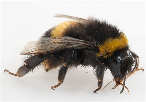 Bumble's mission has always been to build a platform rooted in respect and kindness,.and we're taking another step to make our app safer for our community when this happens, it's usually because the owner only shared it with a small group of people, changed who can see it or it's been deleted. Bumble bee | Department of Agriculture and Food