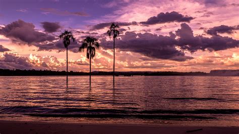 Wallpaper Beach Bay Palm Trees Sunset Purple 1920x1080