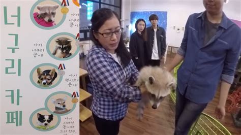 Raccoon Cafe In Korea Youtube