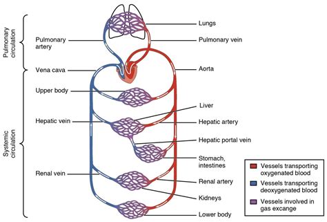 Pulmonary Circulation Diagram