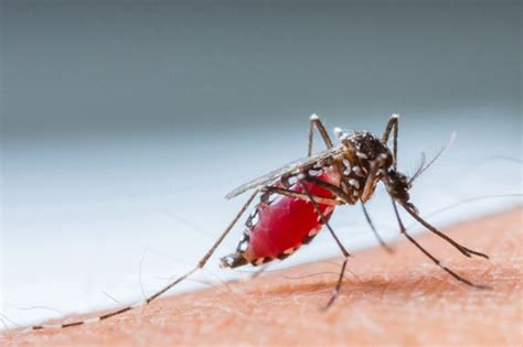 How Mosquitoes Find Humans To Bite Brandeisnow