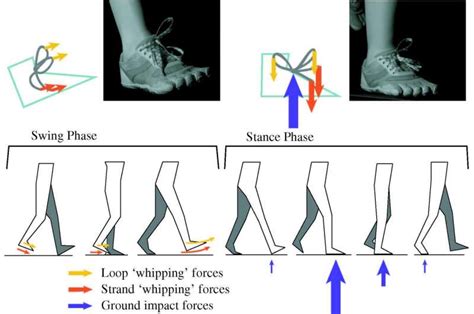 Shoe String Theory Science Shows Why Shoelaces Come Untied