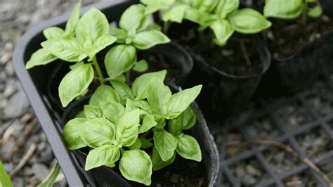 Growing Basil From Seed Houseplant Central