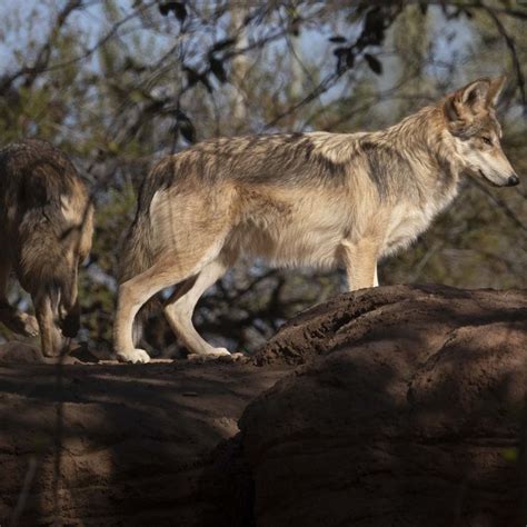 If We Want Mexican Gray Wolves To Recover We Need Them North Of The