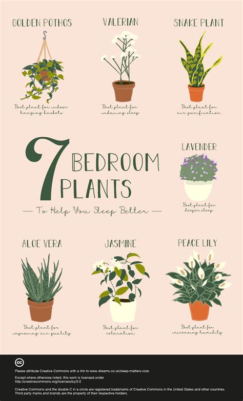 Plant Decor Indoor House Plants Decor House Plants Indoor Indoor