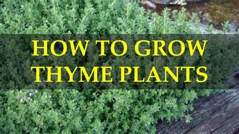 How To Grow Thyme Plants Youtube
