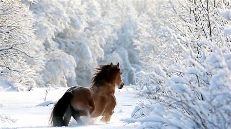 Free Download Nature Winter Snow Horses Wallpaper 1680x1050 224435