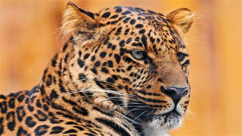Download Wallpaper 1920x1080 Leopard Face Spotted Sadness Full Hd