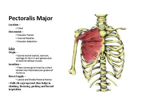 Muscle Memory Pectoralis Major Location Chest Movement Shoulder