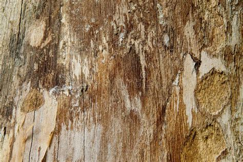 Bark Texture Of Rain Tree Samanea Saman Jacq Merr Stock Image