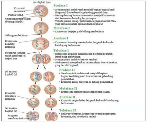 Gambar Profase Cari