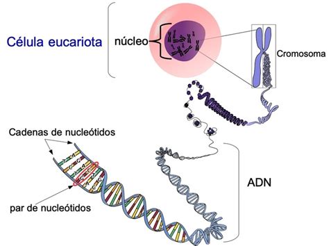 12 Características De La Célula Eucariota Diferenciador