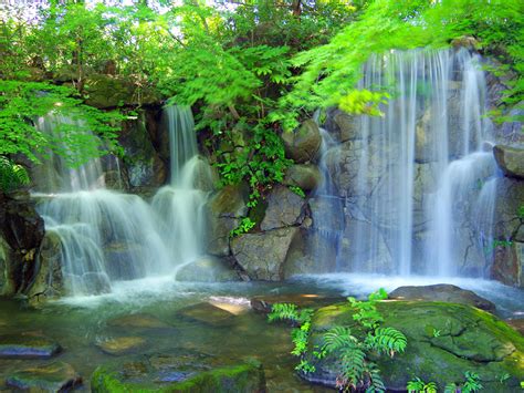 waterfall plant tree fern rocks stones green landscape