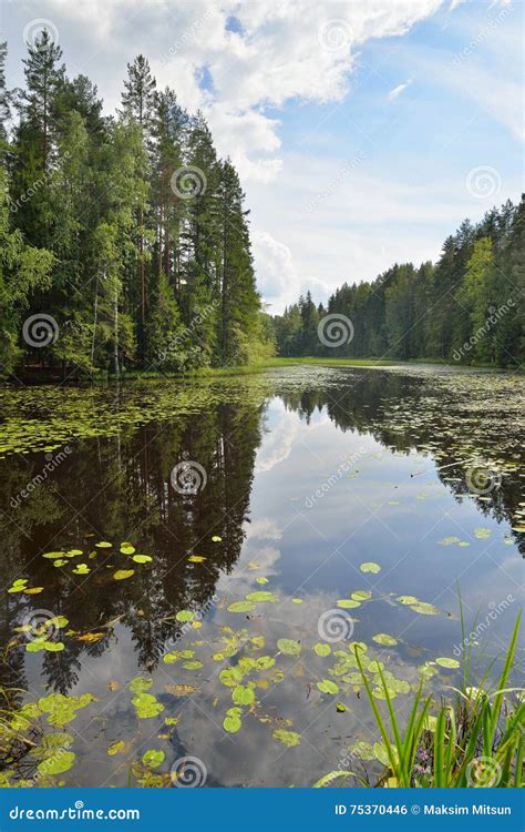 Landscape Forest River Overgrown With Water Lilies And Reeds And Stock