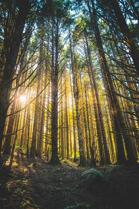 Forest Tall Trees With Ray Of Sunlight During Daytime Nature Image