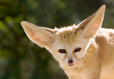 Foxes abound where i live in rural france. Do Foxes Eat Cats | Facts about Fox's Diet