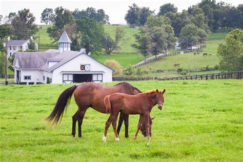 Best Places To Live In Kentucky With Horses Cristopher Petty
