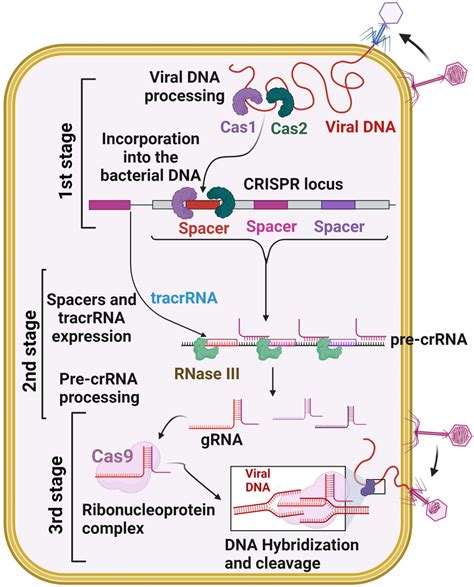 Crisprcas Adaptive Immunity System The Three Stages Such As Crispr