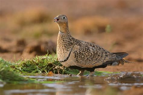 The Male Of Black Bellied Sandgrouse Pterocles Orientalis Sitting Next