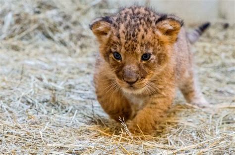 Help Name Indianapolis Zoos Lion Cub Trio Zooborns