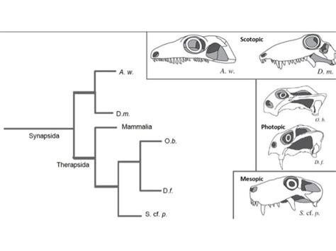 Eye Morphology Indicates Diel Activity Patterns In Non Mammalian Fossil