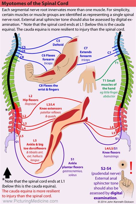 Myotomes Of The Spinal Cord Each Segmental Nerve Root Grepmed
