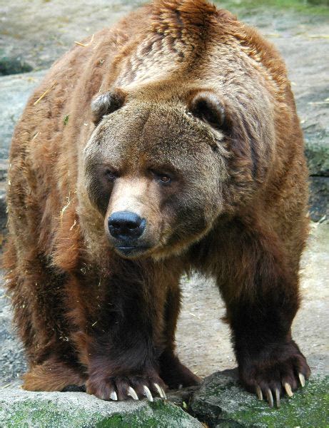 Grizzly Bear Animal Facts And Information