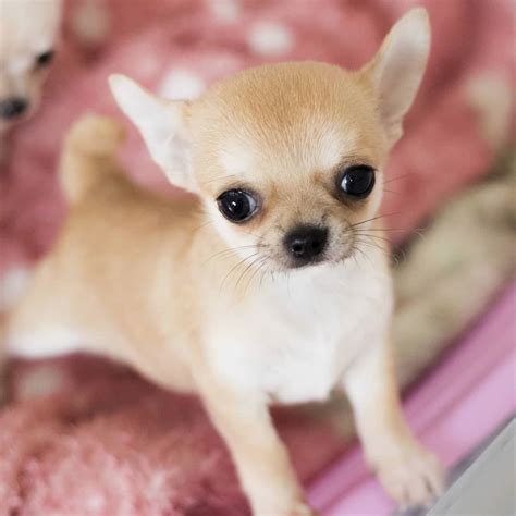 Arriba 102 Foto Perros Chihuahua Con Sindrome De Down El último