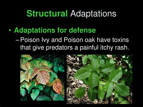 Ppt Plant Adaptations Powerpoint Presentation Free Download Id6899917