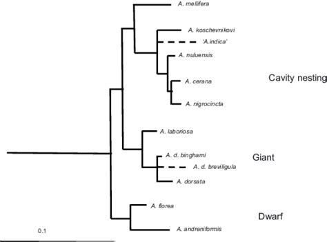 Phylogeny Of The Honey Bees After Raffiudin And Crozier 2007 Dotted
