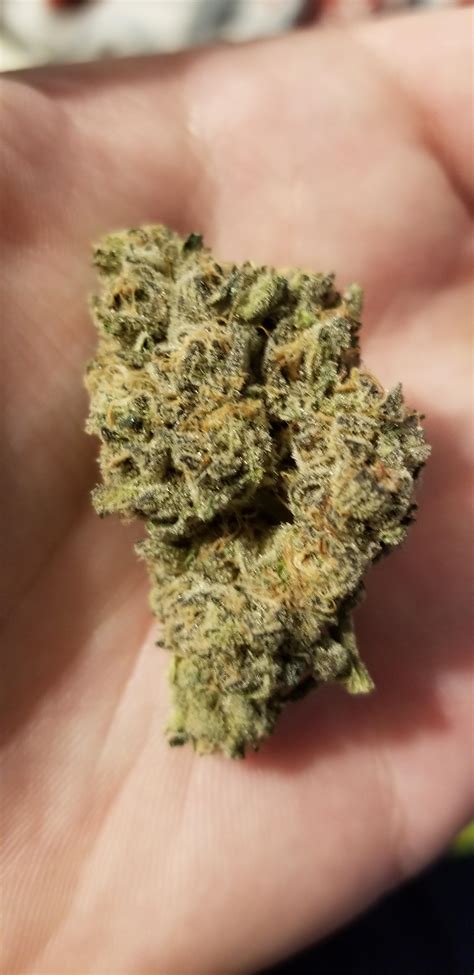 Z Animal x Bully Kush - Mass Alternative Care (5 out of 10) : bostontrees