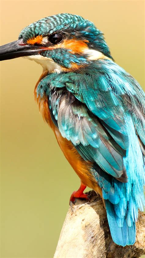 Yellow Bird Wallpaper ~ Kingfisher Bird 5k Waperset