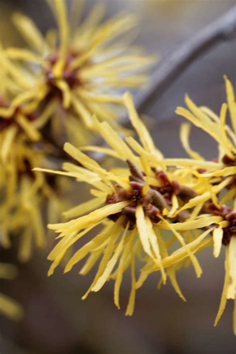 Witch Hazel Uses Benefits And Side Effects