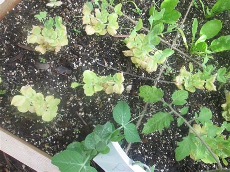 What to do with snow peas with yellow leaves? Peas leaves yellow (pics)