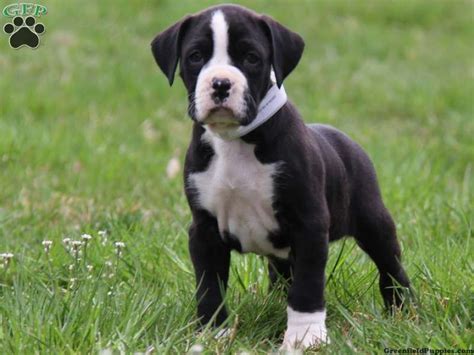 Great dane x boxer mix = boxane. dane boxer puppies | Great Dane Standard Poodle Mix For Sale Boxer puppies for sale in pa ...