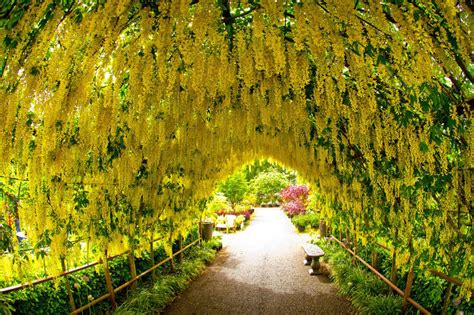 20 Golden Chain Tree Goldenchain Laburnum Anagyroides Seeds Etsy In