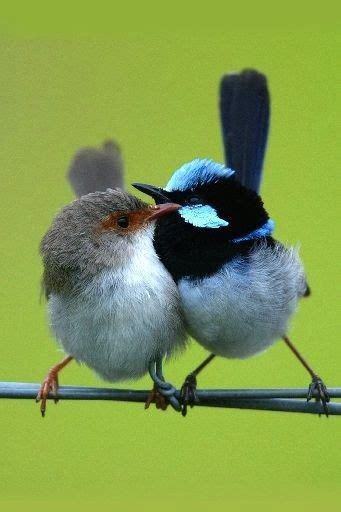 6276 Best Birds Images On Pinterest Beautiful Birds Animals And