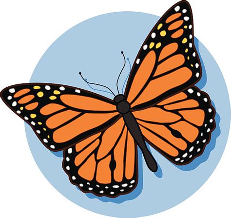 Monarch Butterfly Vector Image