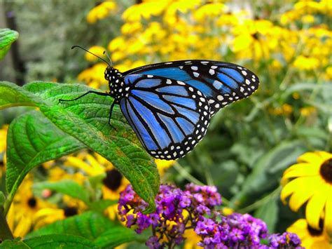 Monarch Butterflies On Blue Flowers
