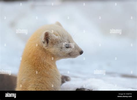 Japanese Marten Martes Melampus Hi Res Stock Photography And Images Alamy