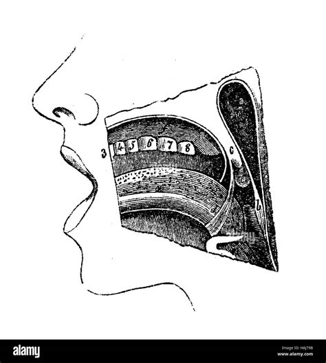 Anatomie Zunge Fotos Und Bildmaterial In Hoher Auflösung Alamy