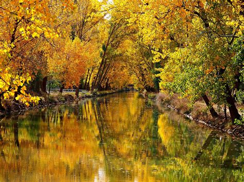 Rzeka Między żółtym żółtym Drzewami Jesienią Z Odbiciem 4k Natura Hd