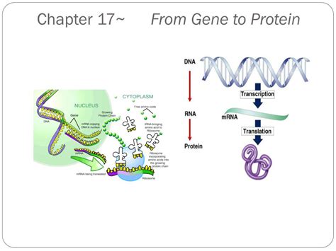 Ppt Chapter 17 From Gene To Protein Powerpoint Presentation Free